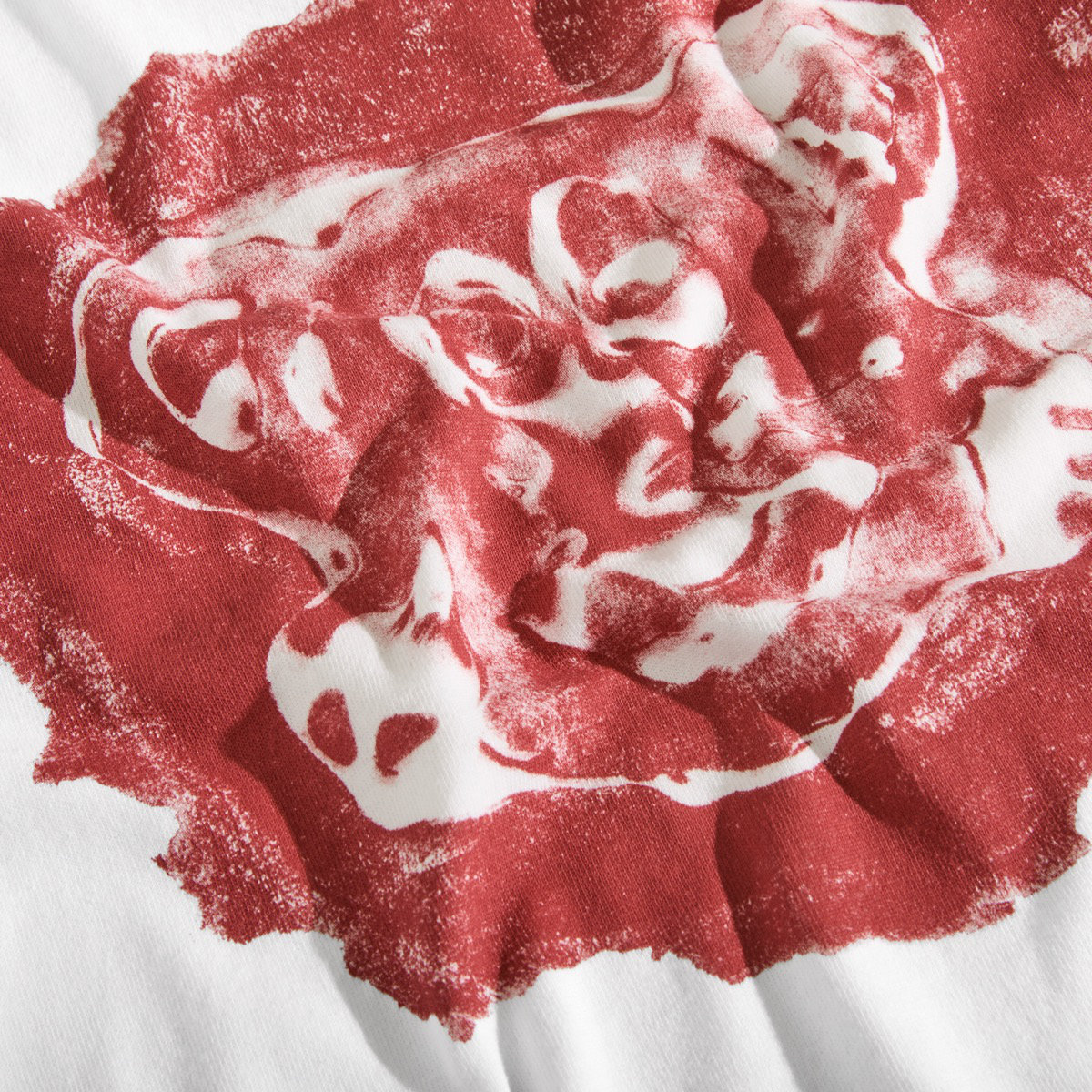 Blume, Pflanze, Rose